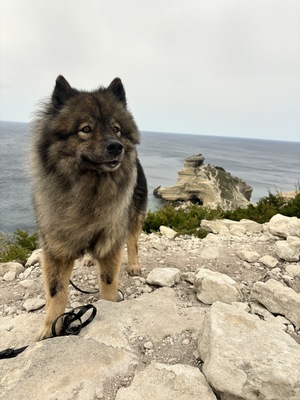Sina, Eurasier - Hündin