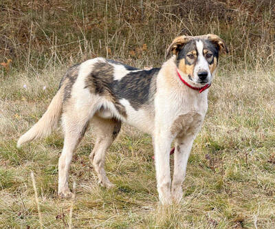 Sinatro wartet sehnsüchtig auf einen Fixplatz, Mischling - Rüde