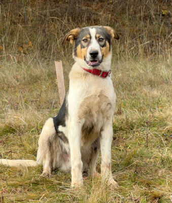 Sinatro wartet sehnsüchtig auf seinen Fixplatz