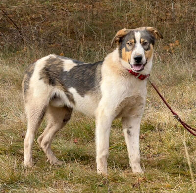 Sinatro wartet sehnsüchtig auf seinen Fixplatz, Mischling - Rüde