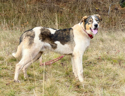 Sinatro wartet sehnsüchtig auf seinen Fixplatz, Mischling - Rüde