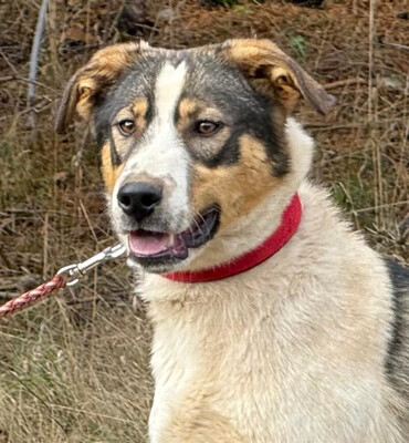 Sinatro wartet sehnsüchtig auf seinen Fixplatz, Mischling - Rüde