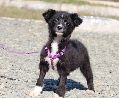 Sinda, Mischling Welpen - Hündin