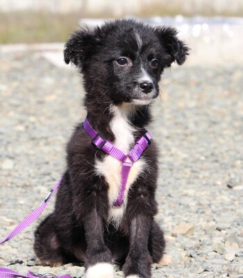 Sinda, Mischling Welpen - Hündin