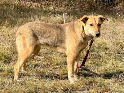 Sinela möchte Teil IHRER Familie sein, Mischling - Hündin
