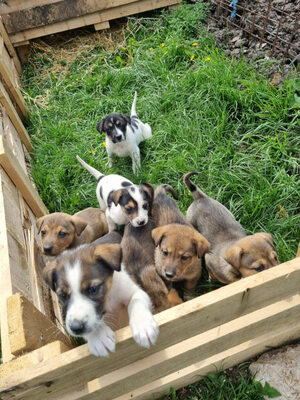 Sinela möchte Teil IHRER Familie sein, Mischling - Hündin