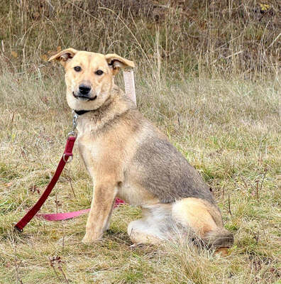 Sinela möchte Teil IHRER Familie sein, Mischling - Hündin