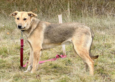 Sinela möchte Teil IHRER Familie sein, Mischling - Hündin