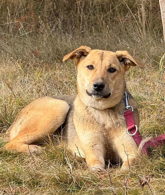 Sinela möchte Teil IHRER Familie werden, Mischling - Hündin