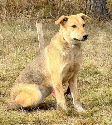 Sinela möchte Teil IHRER Familie werden, Mischling - Hündin