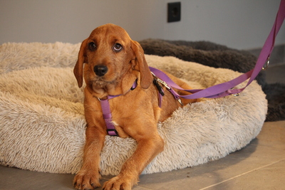 Sinella, Mischling Welpen - Hündin