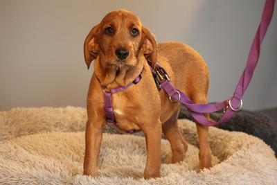 Sinella, Mischling Welpen - Hündin