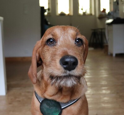 Sinella, Mischling Welpen - Hündin