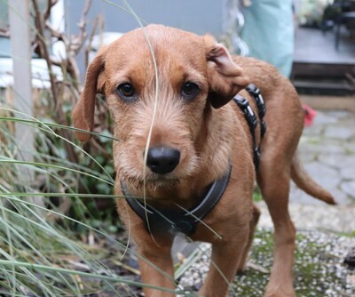 Sinella, Mischling Welpen - Hündin