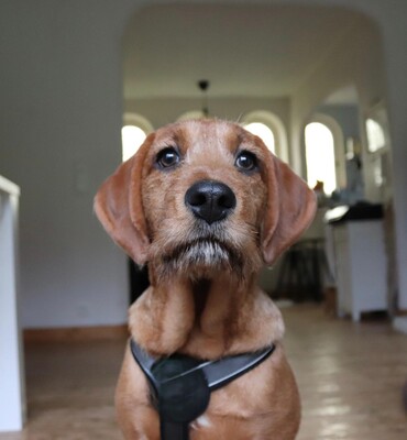 Sinella, Mischling Welpen - Hündin