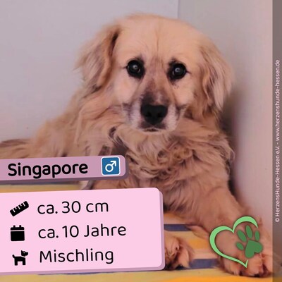 🌹Singapore, Slowakei (ZM), Mischling, Rüde - sehr vorsichtig und freundlich, Mischling - Rüde