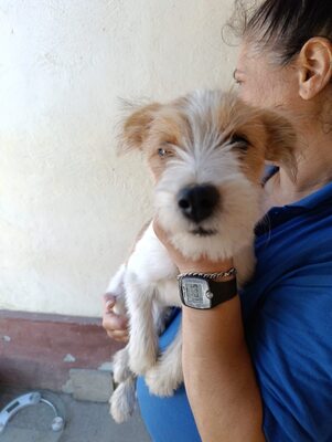 🌟 Sinndy – kleine Persönlichkeit sucht ihre Menschen! 🌟, Terrier - Hündin