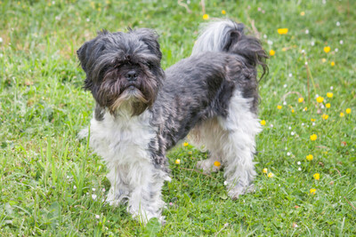 Sir Bobby, Shi tzu Pekineese - Rüde