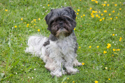 Sir Bobby, Shi tzu Pekineese - Rüde