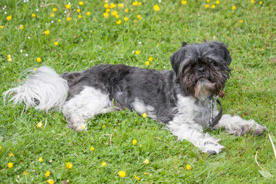 Sir Bobby, Shi tzu Pekineese - Rüde