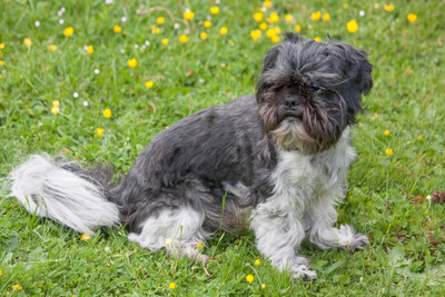 Sir Bobby, Shi tzu Pekineese - Rüde