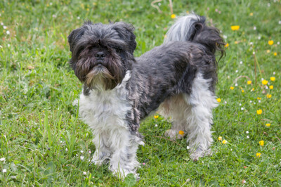 Sir Bobby, Shi tzu Pekineese - Rüde