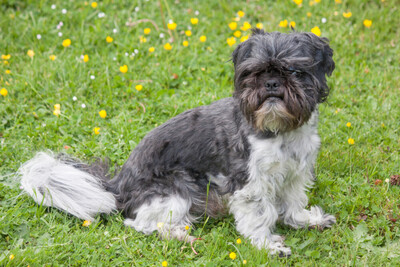 Sir Bobby, Shi tzu Pekineese - Rüde