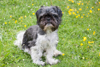 Sir Bobby, Shi tzu Pekineese - Rüde