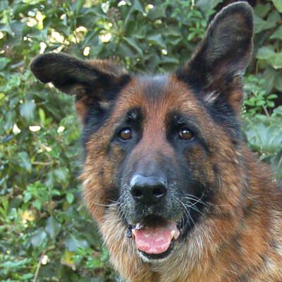 Sir Buddy, Deutscher Schäferhund - Rüde