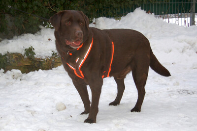 Sir Toni Brown, Labrador - Rüde