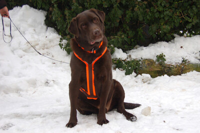 Sir Toni Brown, Labrador - Rüde