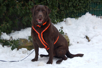 Sir Toni Brown, Labrador - Rüde