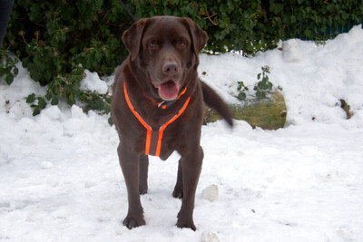 Sir Toni Brown, Labrador - Rüde