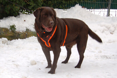 Sir Toni Brown, Labrador - Rüde