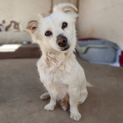 Sira - neugierig & absolut unkompliziert 😇 / Reserviert, Mischling - Hündin