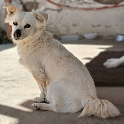 Sira - neugierig & absolut unkompliziert 😇 / Reserviert, Mischling - Hündin