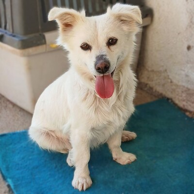 Sira - neugierig & absolut unkompliziert 😇 / Reserviert, Mischling - Hündin