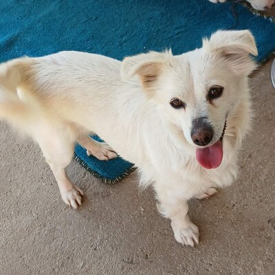 Sira - neugierig & absolut unkompliziert 😇 / Reserviert, Mischling - Hündin