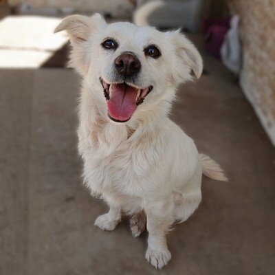 Sira - neugierig & absolut unkompliziert 😇 / Vorgemerkt, Mischling - Hündin