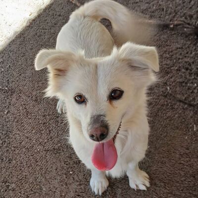 Sira - neugierig & absolut unkompliziert 😇 / Vorgemerkt, Mischling - Hündin