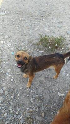 Siri, Mischling - Hündin