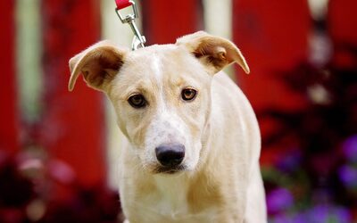 Siri, Mischling Welpen - Hündin