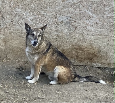 Sirius - NOTFELLCHEN -, Mix - Rüde