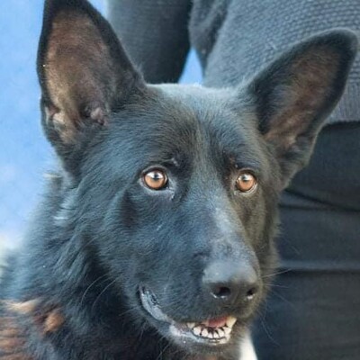 🌞 Sirius sucht Menschen, die sich bereits mit Hunden auskennen und die seine Bedürfnisse erkennen💥, Mischlingsrüde - Rüde