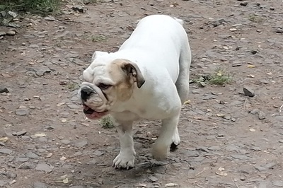 Sissi, Englische Bulldogge - Hündin