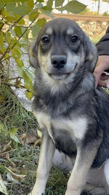 Sissi, Mischling Welpen - Hündin