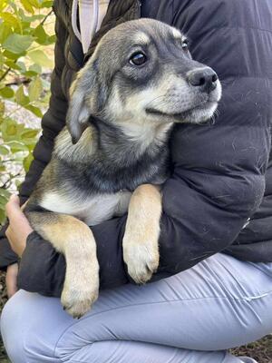 Sissi, Mischling Welpen - Hündin