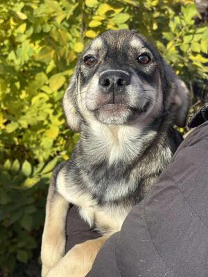 Sissi, Mischling Welpen - Hündin