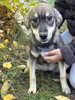 Sissi, Mischling Welpen - Hündin