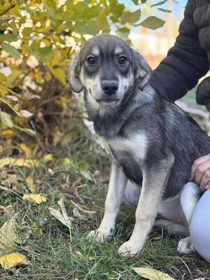 Sissi, Mischling Welpen - Hündin